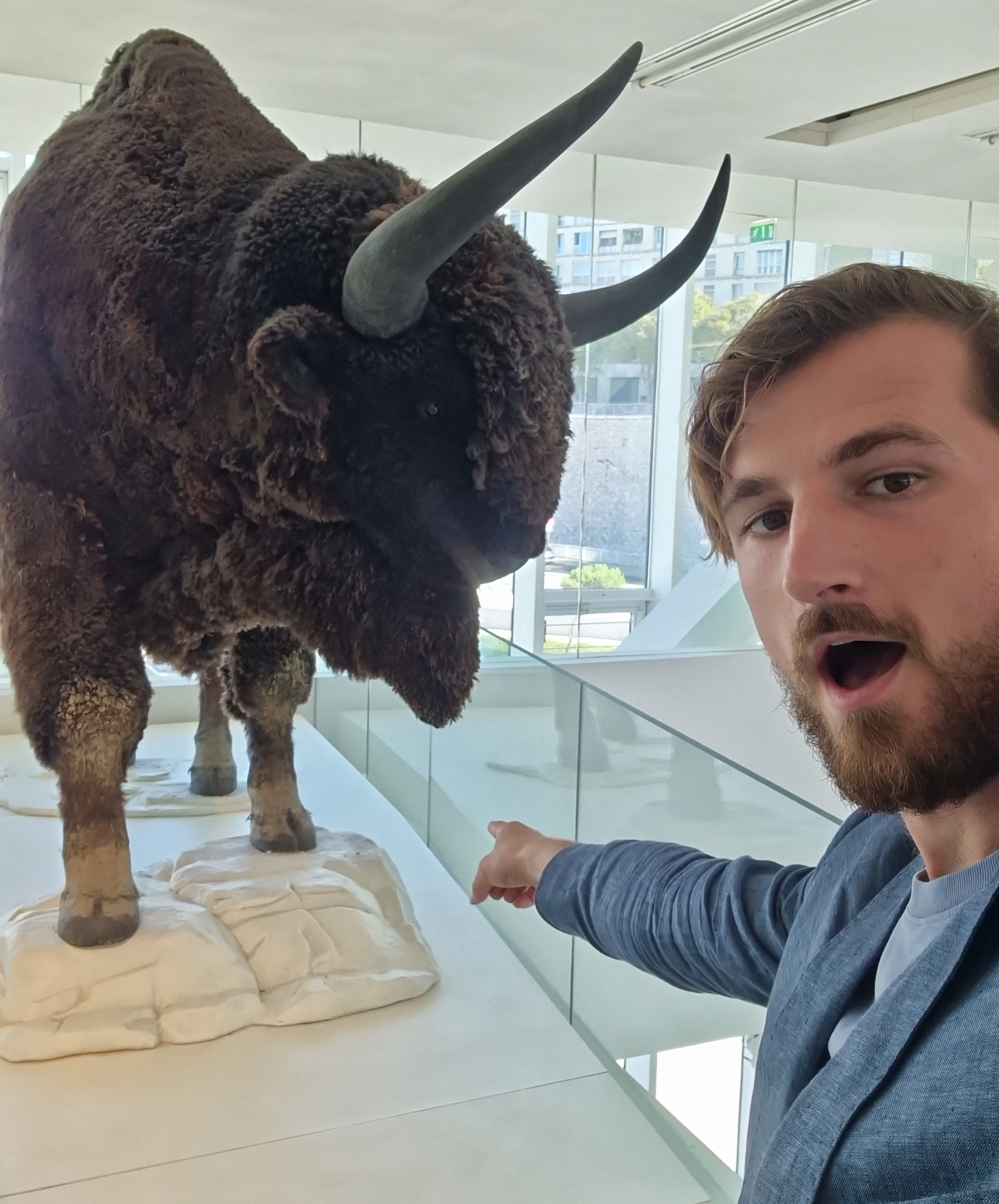 They also had a bison